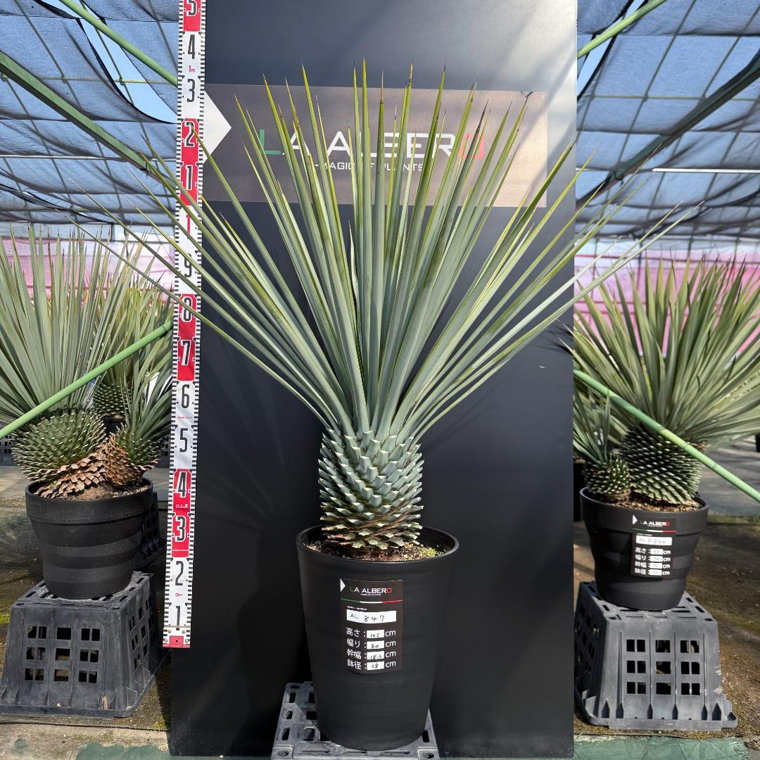 【AL847】ユッカ　リギダ　超ブルー個体　※専用商品