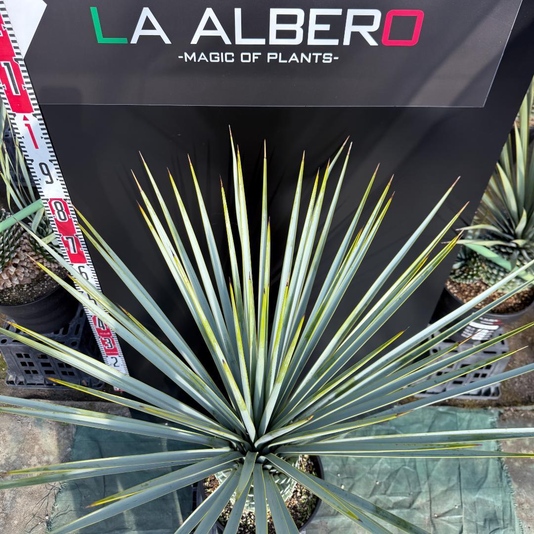 【AL847】ユッカ　リギダ　超ブルー個体　※専用商品