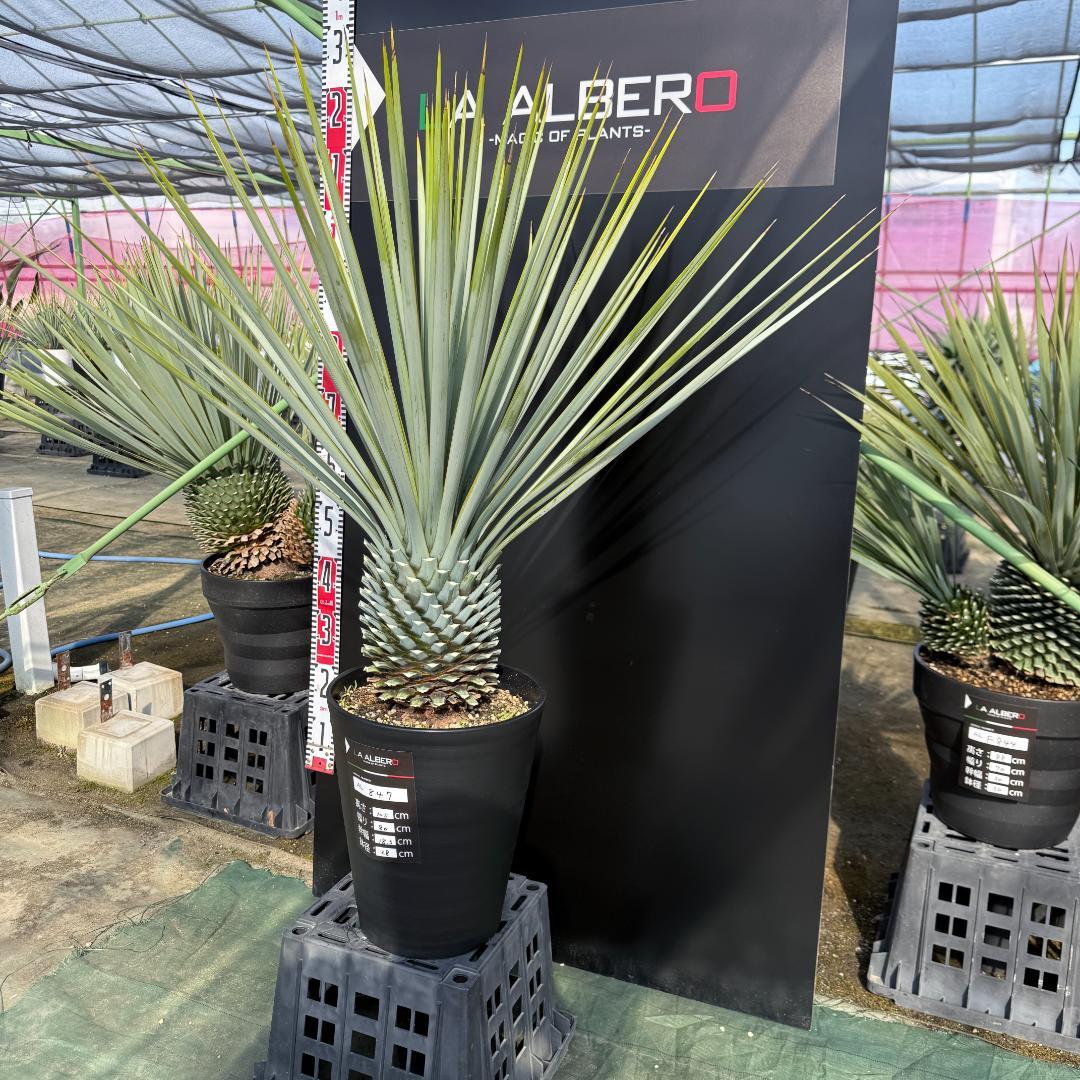 【AL847】ユッカ　リギダ　超ブルー個体　※専用商品