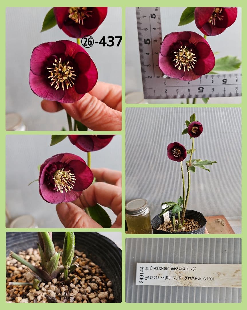 ★happy rose様ご購入苗㉖-436㉖-437クリスマスローズ