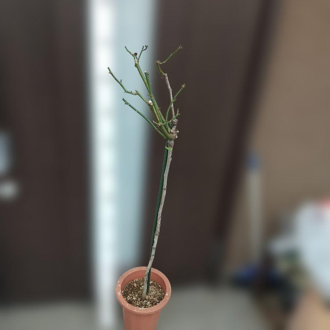 スタンダード仕立てバラ苗(蛍光ピンク、四季咲き)