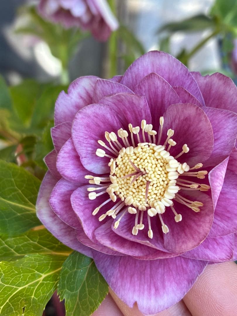 ♡広瀬園芸♡美少女ピンク白抜け ソレイユ系