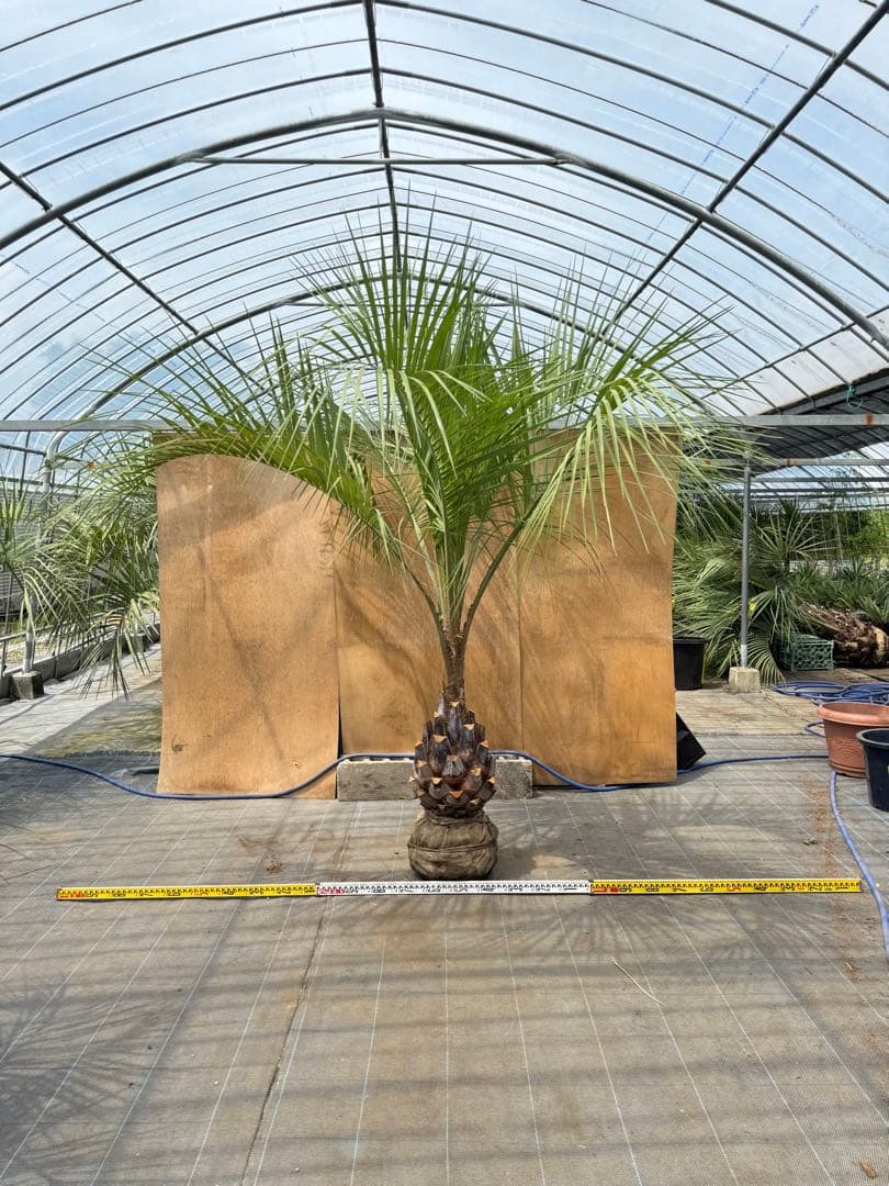 ココスヤシシルバーリーフ【極太】葉先250cm幹回り100cm 幹高50cm