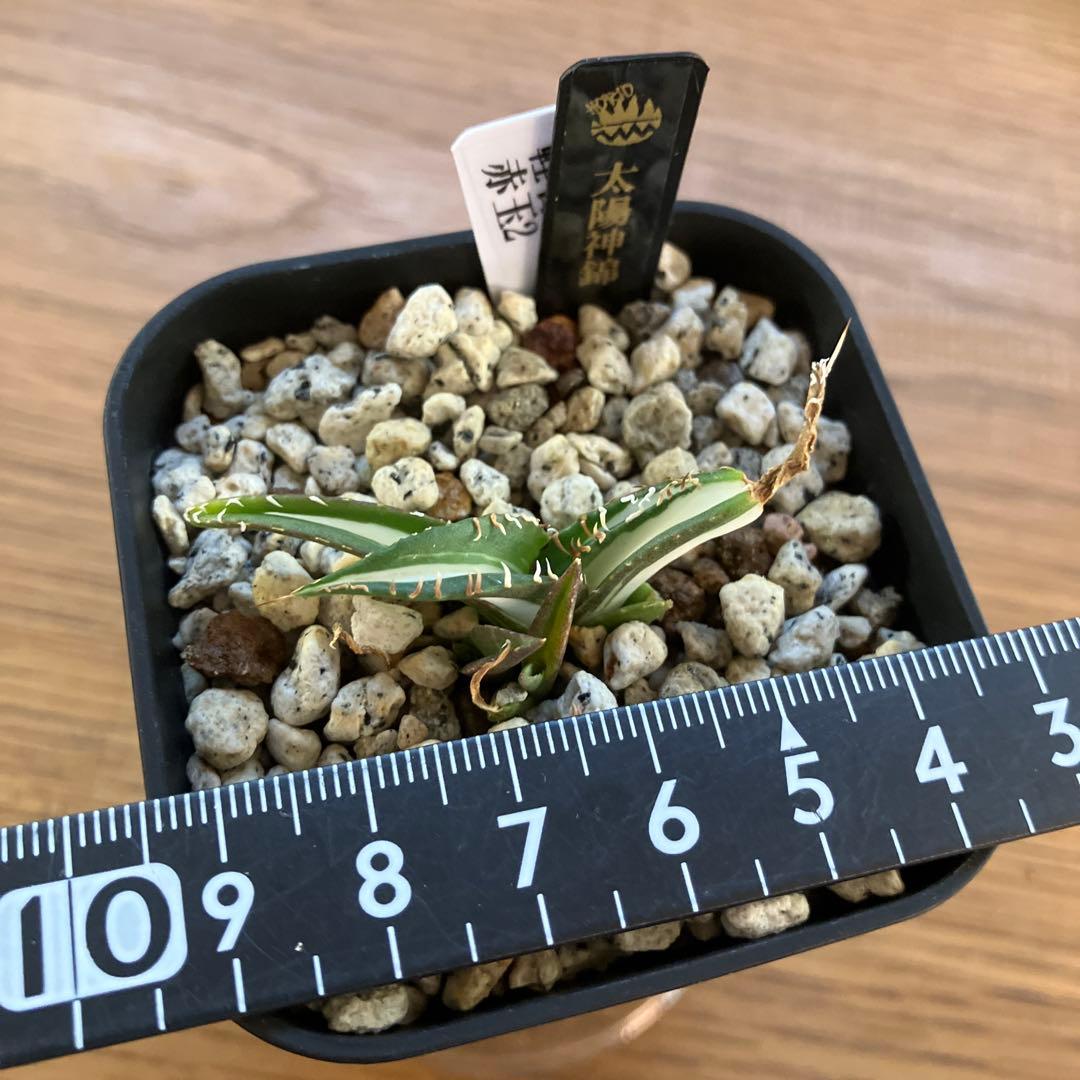 T*T様 オークション【鉢ごと発送】発根済み アガベ チタノタ 太陽神錦