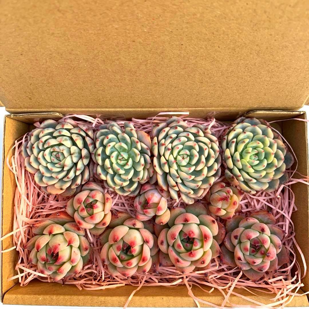 多肉植物カット苗(訳あり)ホワイトミニマ錦、チビ桃太郎セット - メルカリ