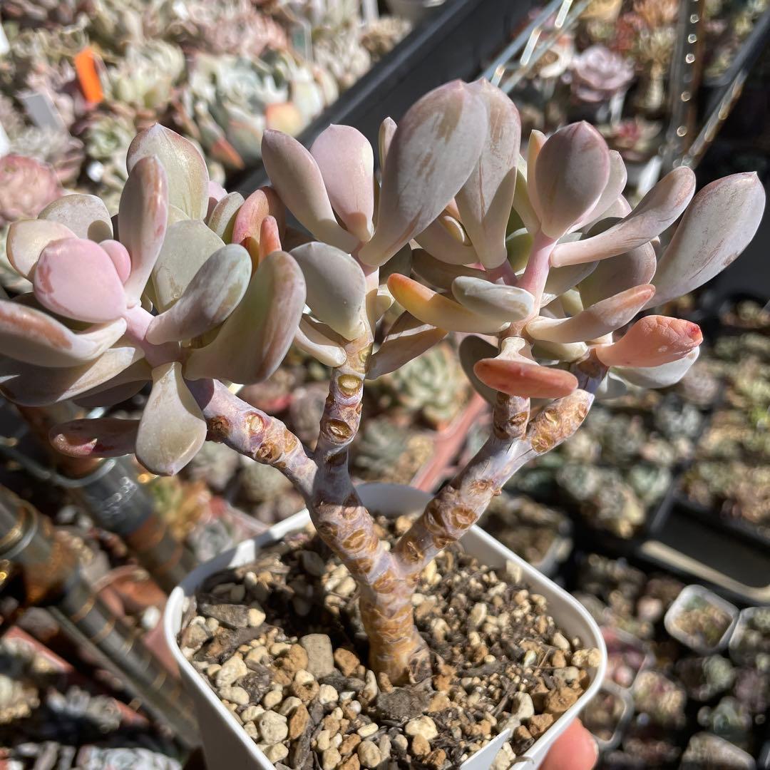 多肉植物パキフィツム　シンデレラ　抜き苗