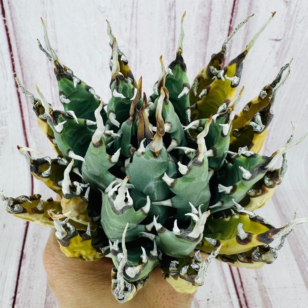 ⑩ アガベ ユタエンシス エボリスピナ 変禾　陽炎