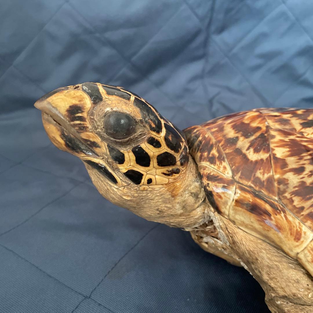タイマイ ウミガメ 剥製 国際希少野生動植物種登録票有り - メルカリ