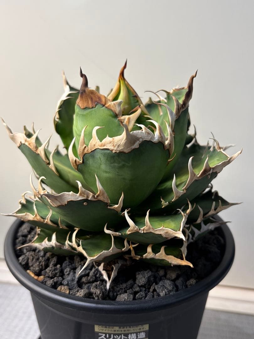 アガベ　チタノタ　赤猫　レッドキャッドウィーズル　大株　ゴリ猫