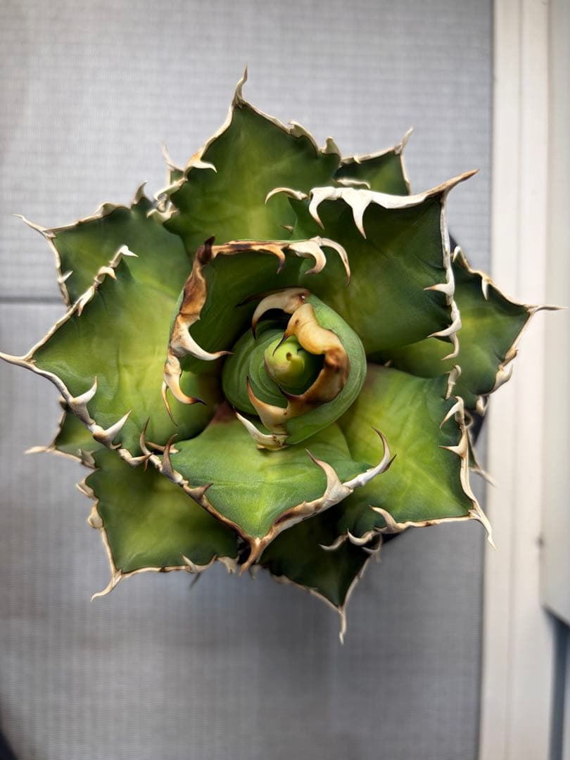 アガベ　チタノタ　赤猫　レッドキャッドウィーズル　大株　ゴリ猫