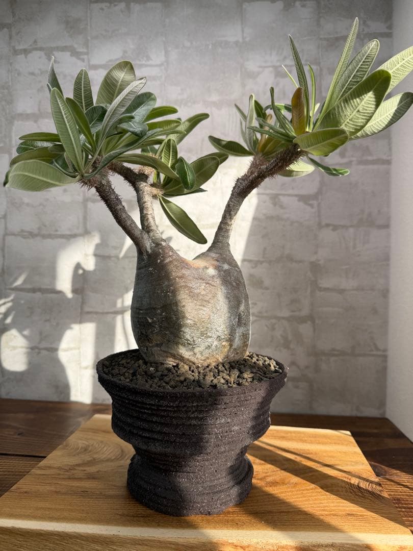 パキポディウム　グラキリス　現地球　発根済み