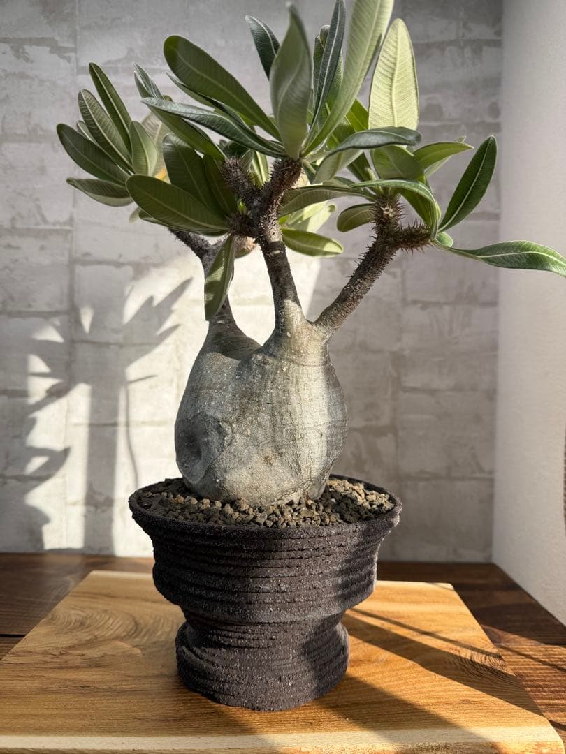 パキポディウム　グラキリス　現地球　発根済み