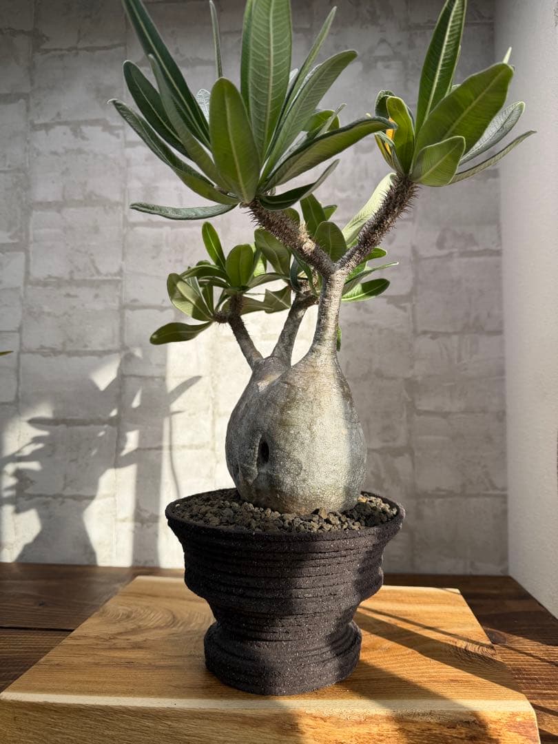 パキポディウム　グラキリス　現地球　発根済み