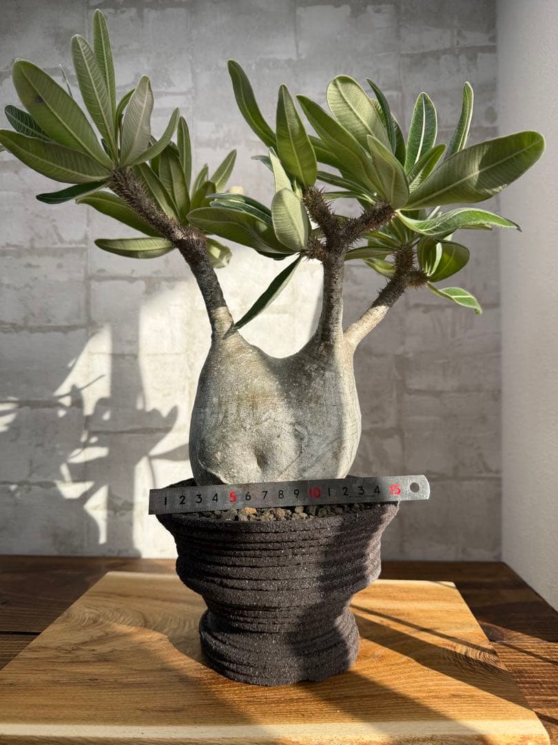 パキポディウム　グラキリス　現地球　発根済み