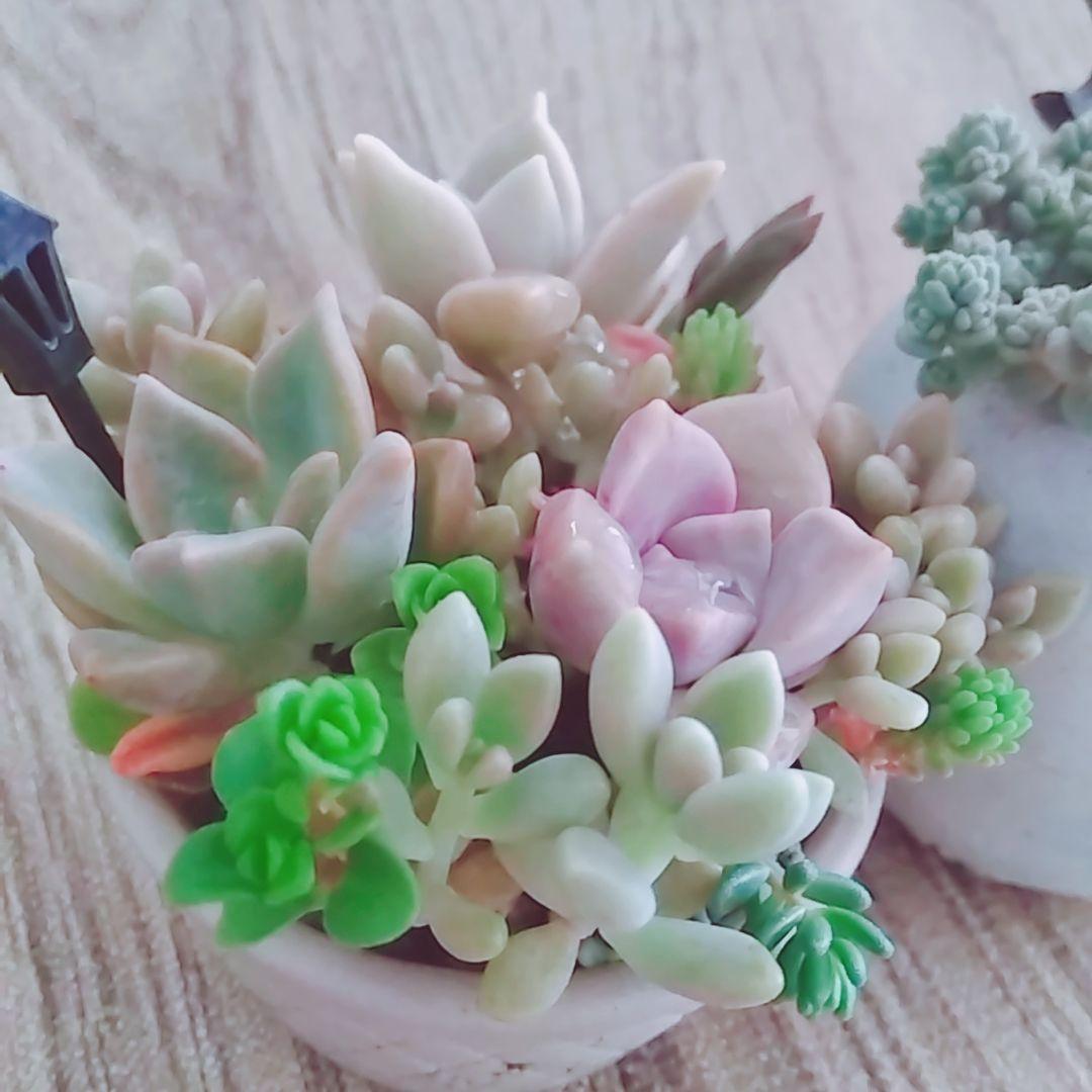 調整中 多肉植物 2個セット ちまちま 寄せ植え 抜き苗 パープルヘイズ ❤