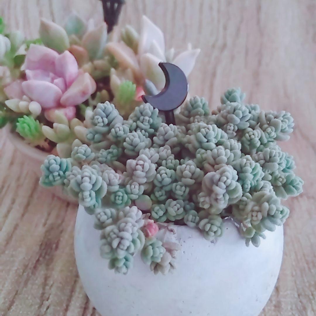 調整中 多肉植物 2個セット ちまちま 寄せ植え 抜き苗 パープルヘイズ ❤