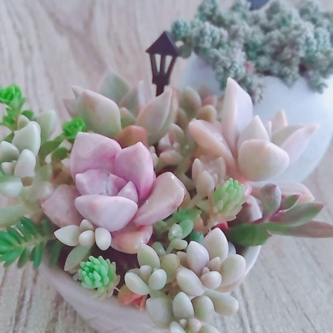 調整中 多肉植物 2個セット ちまちま 寄せ植え 抜き苗 パープルヘイズ ❤