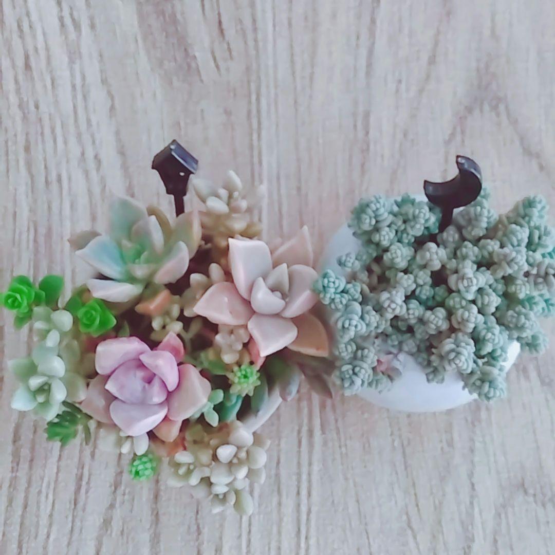 調整中 多肉植物 2個セット ちまちま 寄せ植え 抜き苗 パープルヘイズ ❤