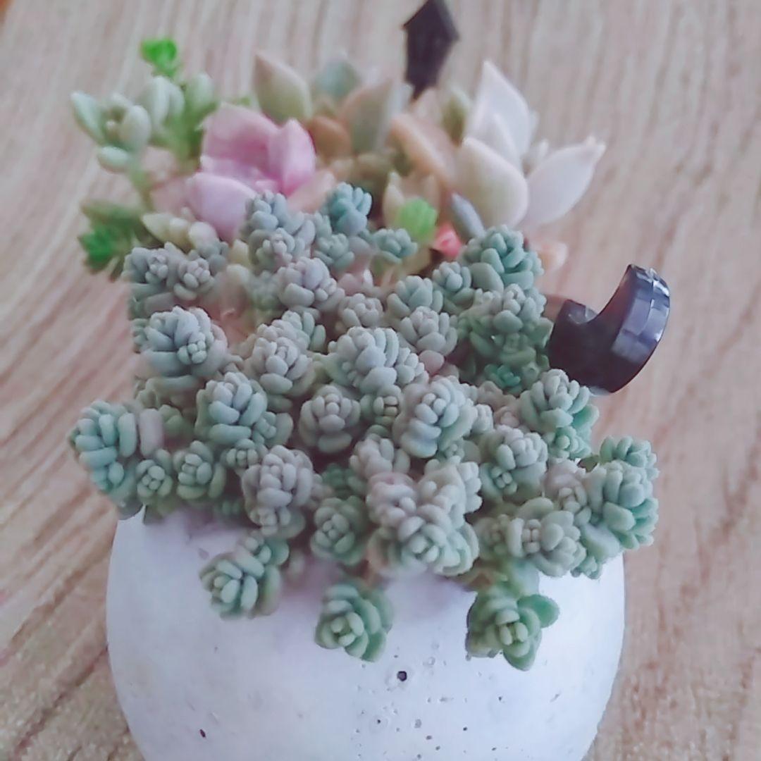 調整中 多肉植物 2個セット ちまちま 寄せ植え 抜き苗 パープルヘイズ ❤