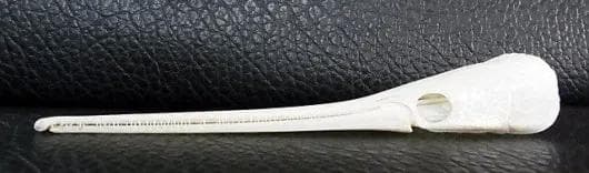 ロングノーズガー　Longnose gar　頭骨 A