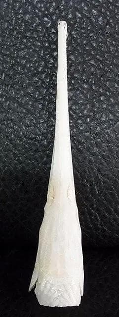 ロングノーズガー　Longnose gar　頭骨 A