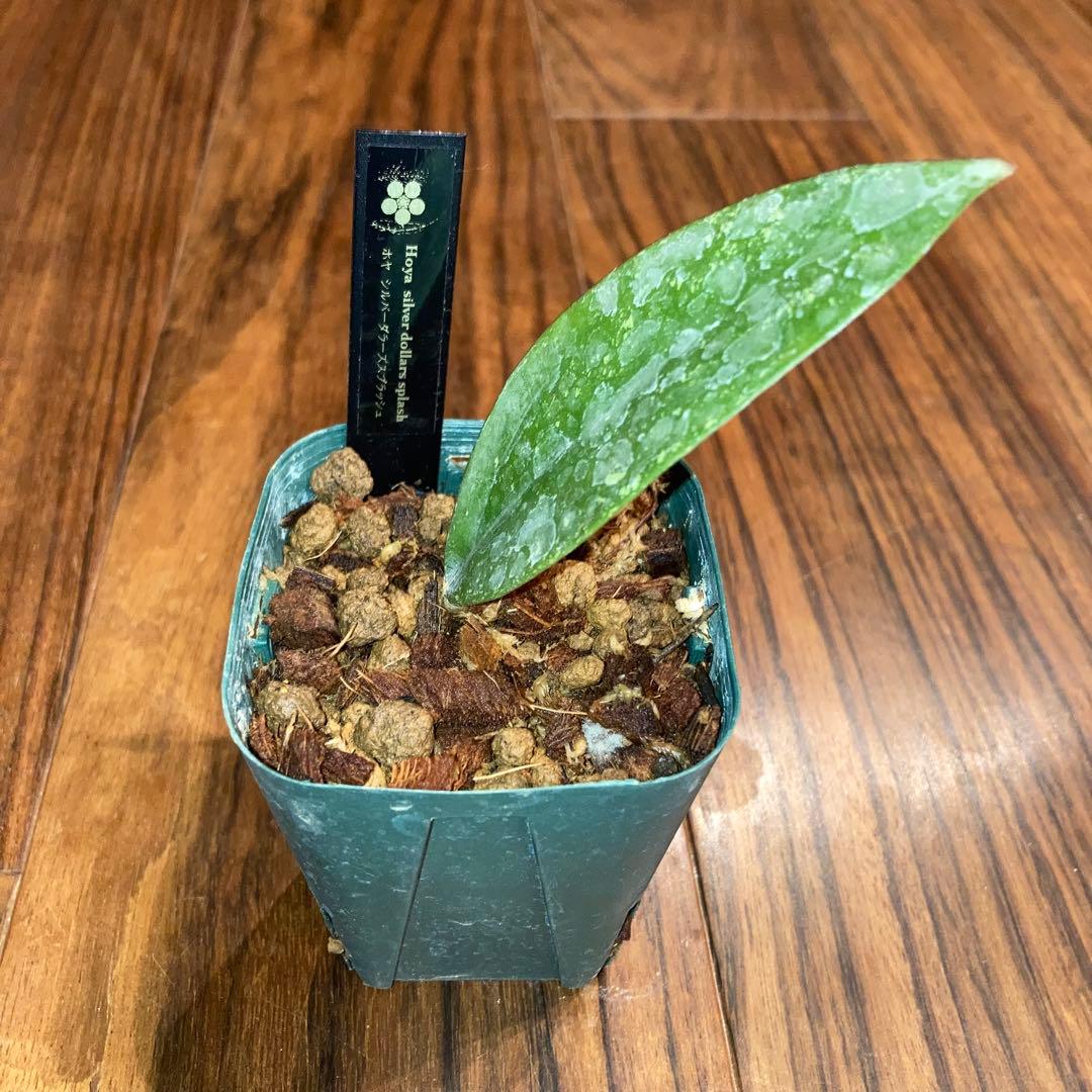 ホヤ シルバーダラー スプラッシュ【現品・鉢付・タグ付・メルカリ便】