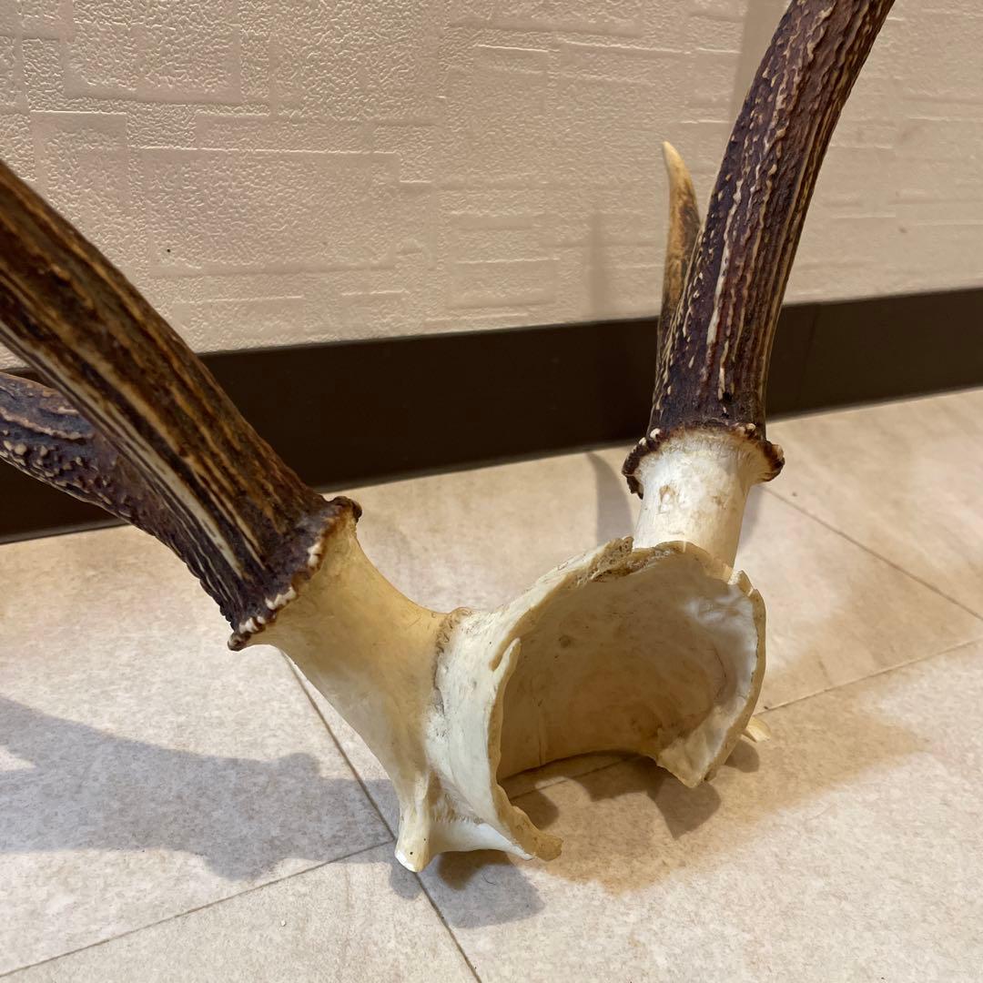 鹿の角オブジェ　頭骨付 インテリア