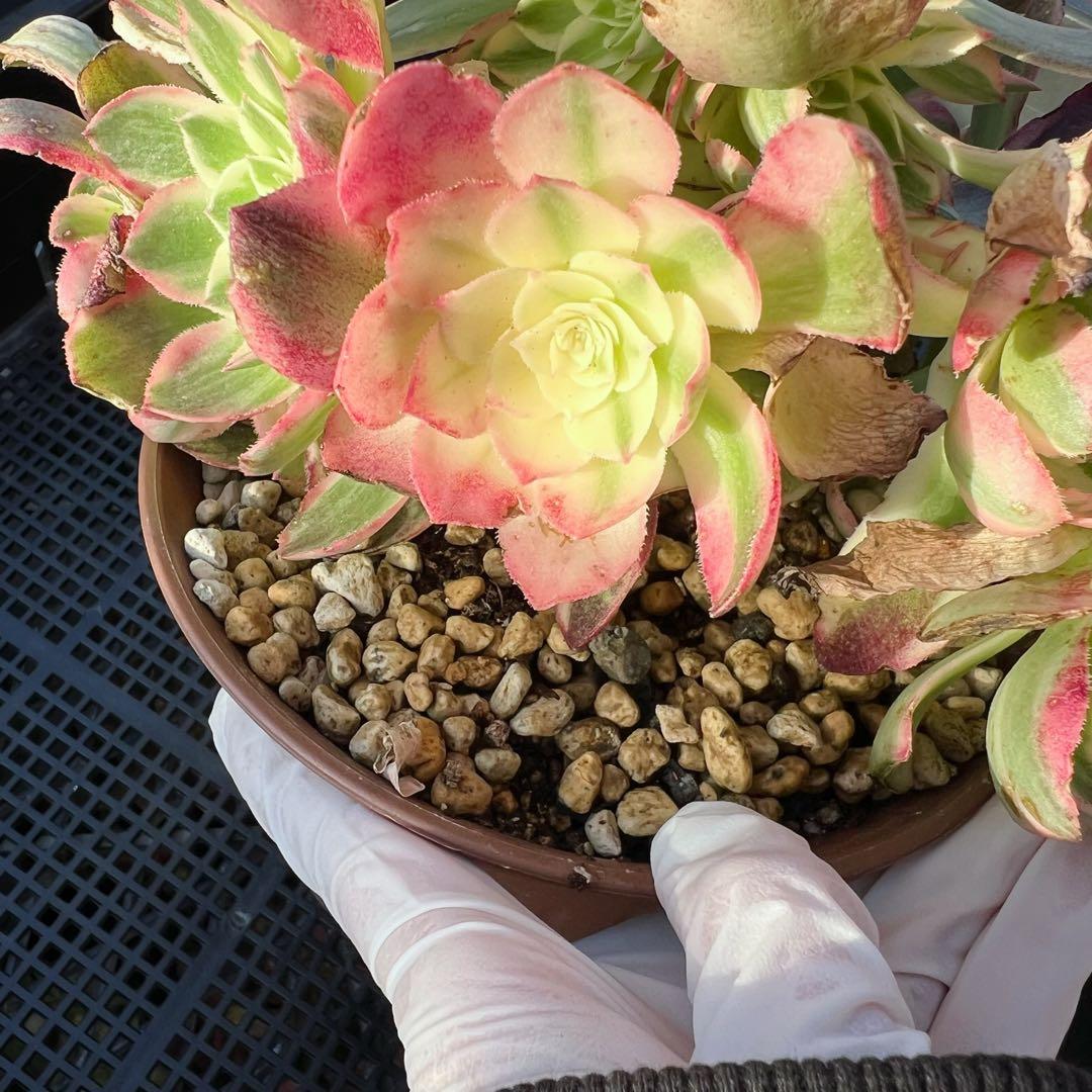 新入荷 超レア新品種 アエオニウム アクアマン(ブーケ群生) 法師錦 (大