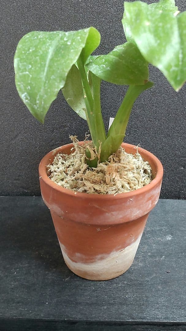 も*ん様 山野草・ホザキラン(希少種！ホザキラン) - メルカリ