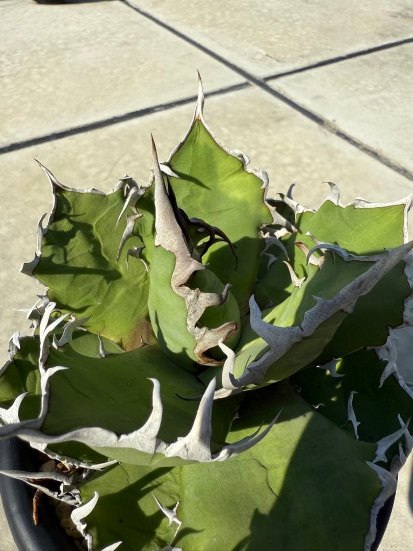 アガベチタノタシーザー lize産　大株