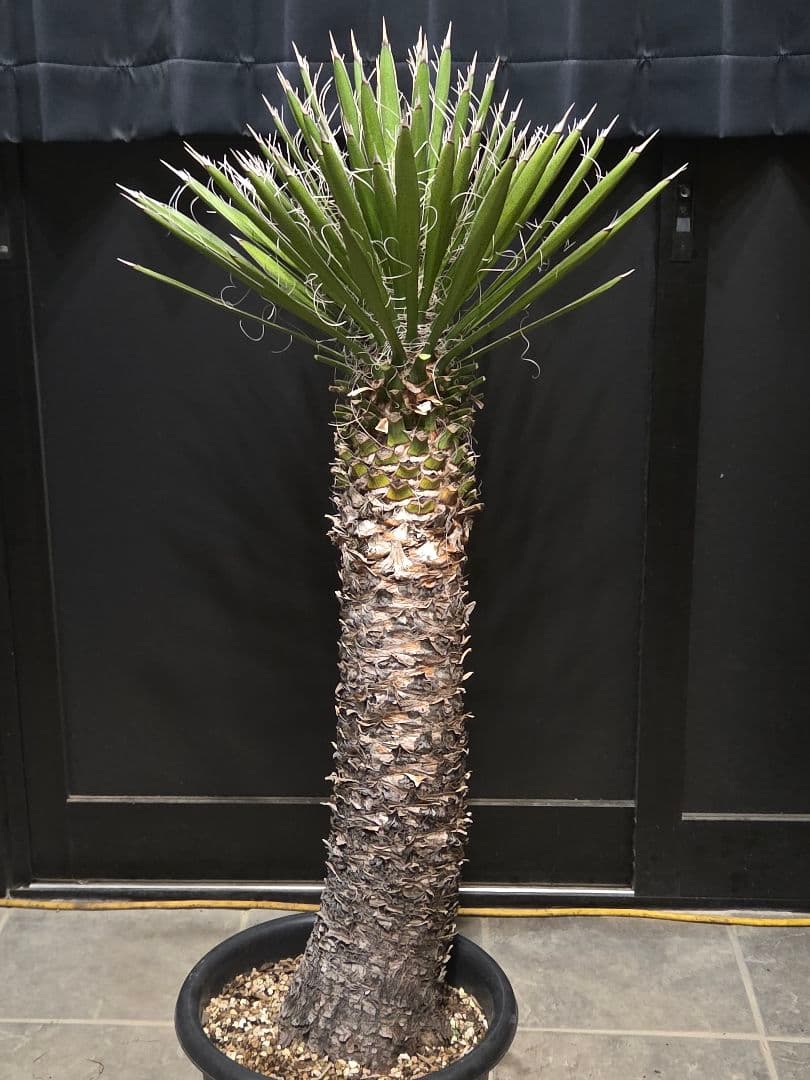 専用出品 セットリピ割 ユッカ フィリフェラ (あ) 曲がり株