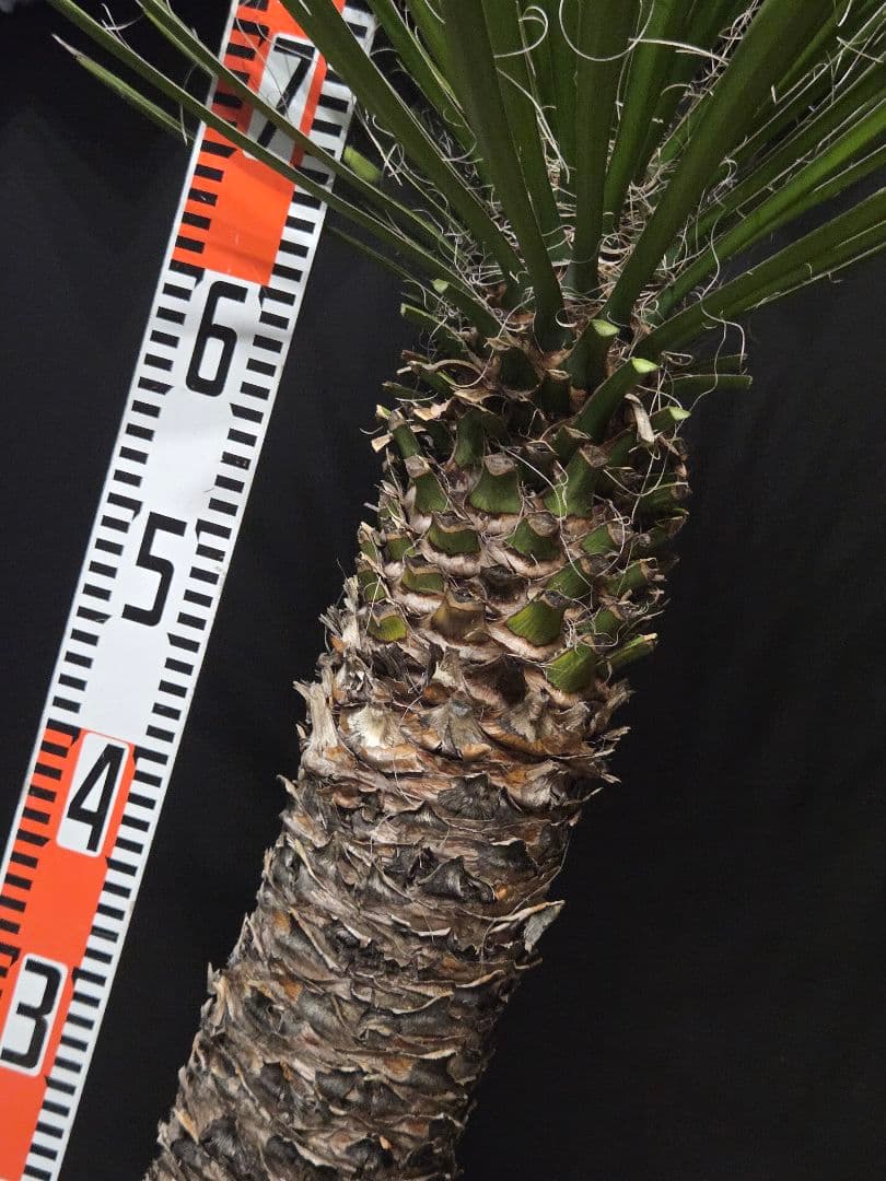 専用出品 セットリピ割 ユッカ フィリフェラ (あ) 曲がり株