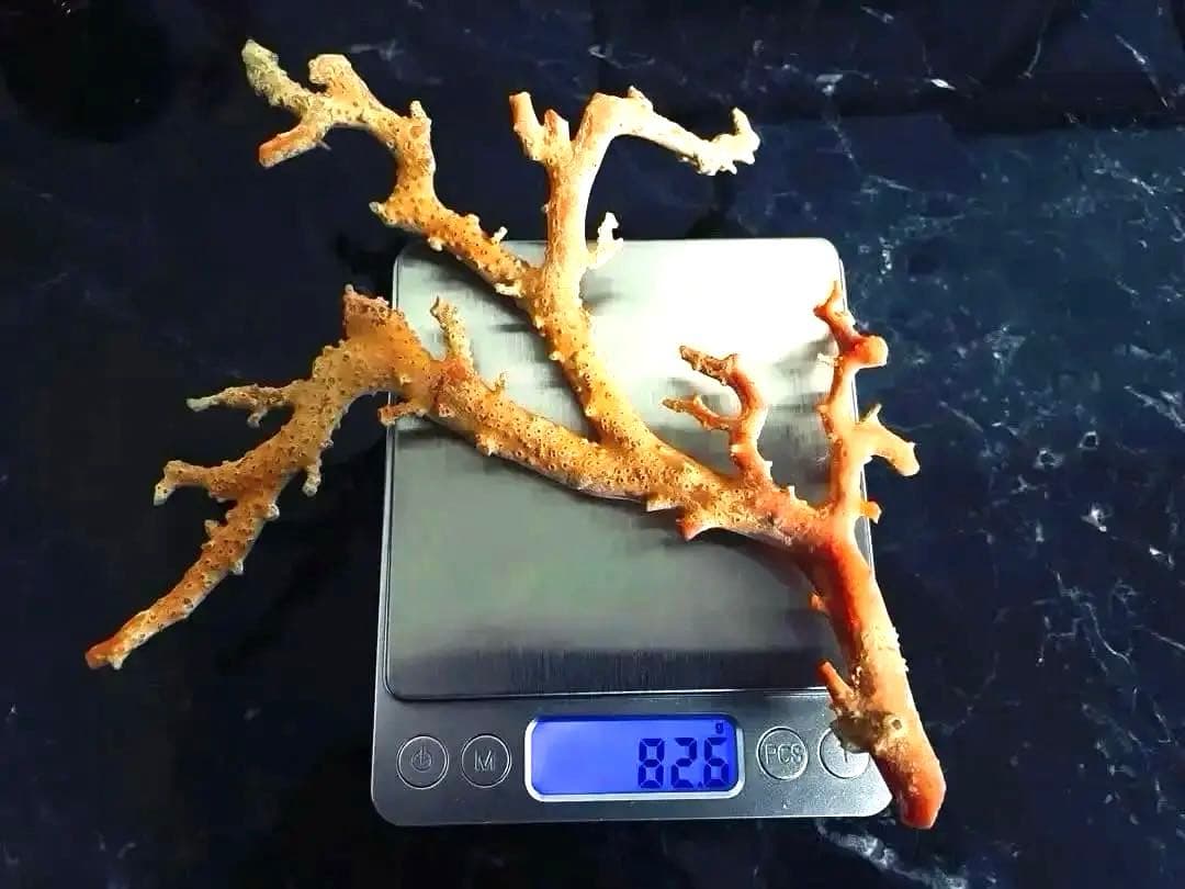 本珊瑚　赤珊瑚　桃珊瑚　珊瑚原木　珊瑚の拝見　宝石珊瑚　コーラル　天然珊瑚