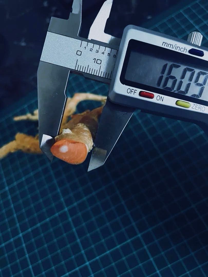 本珊瑚　赤珊瑚　桃珊瑚　珊瑚原木　珊瑚の拝見　宝石珊瑚　コーラル　天然珊瑚