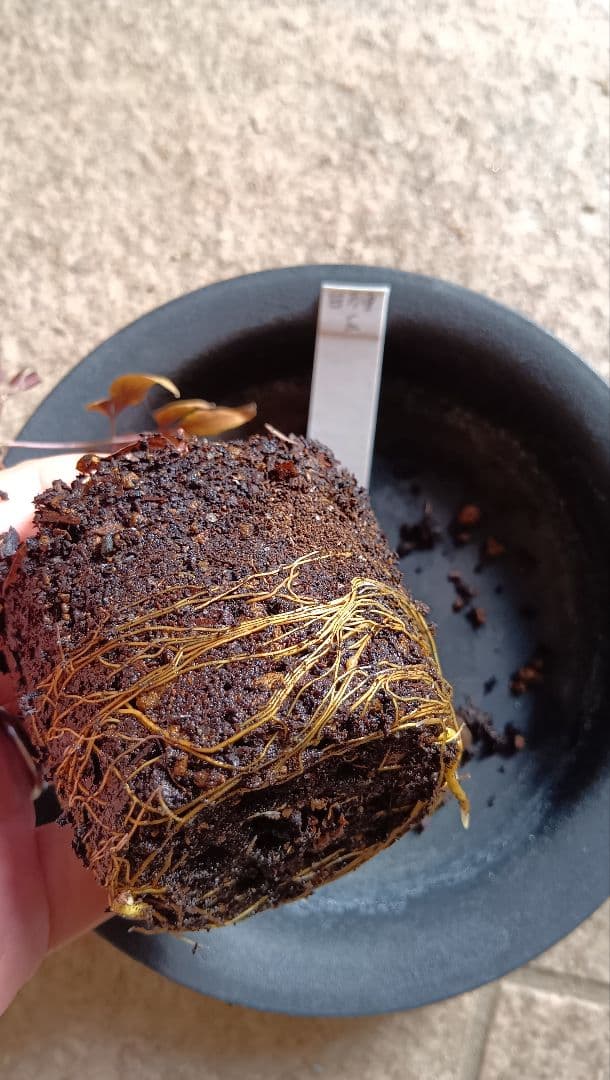 クレマチス 白万重 挿し木苗【E】1ポット - メルカリ