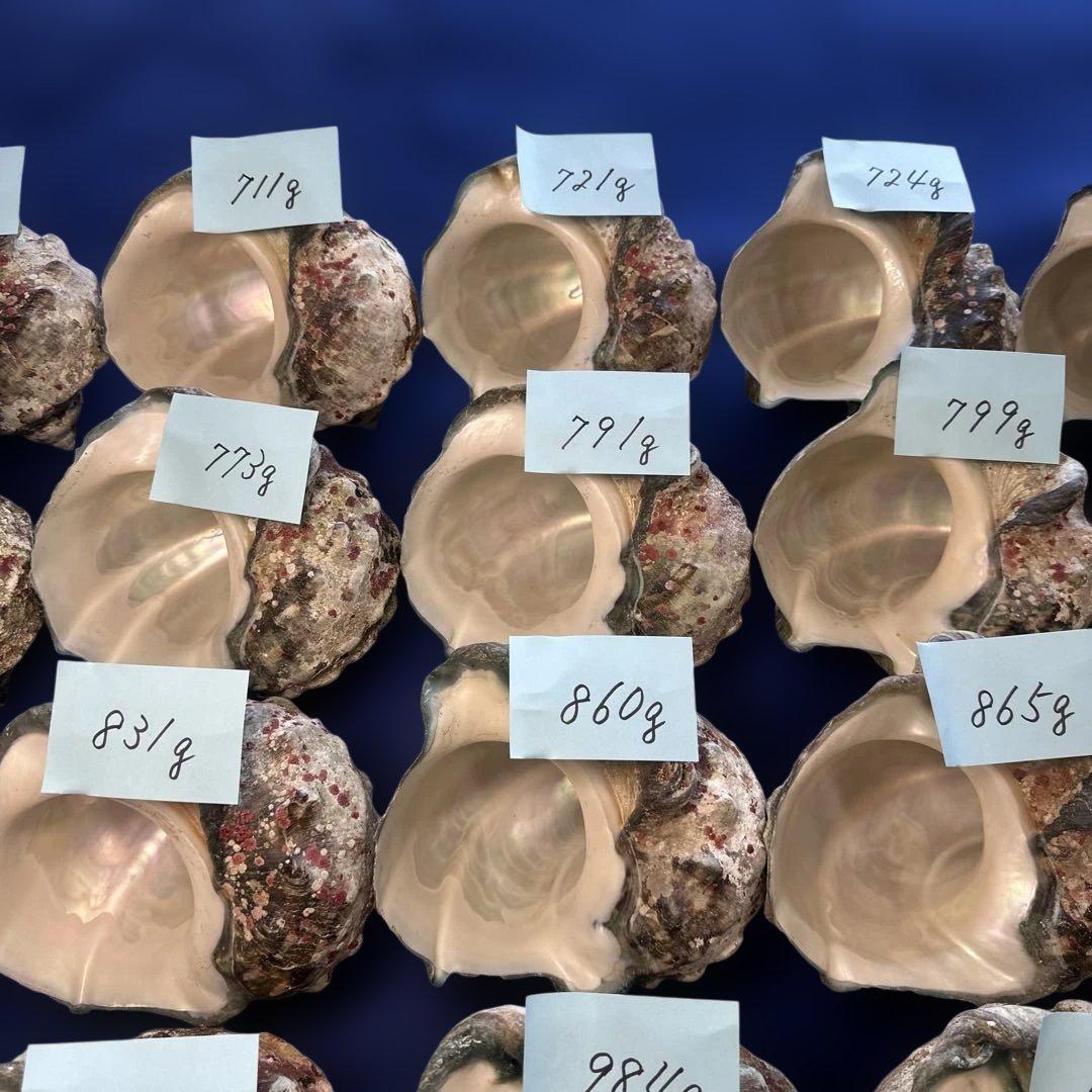 夜光貝 ヤコウ貝 まとめ売り 20個 16、7kg アクセサリー ルアー