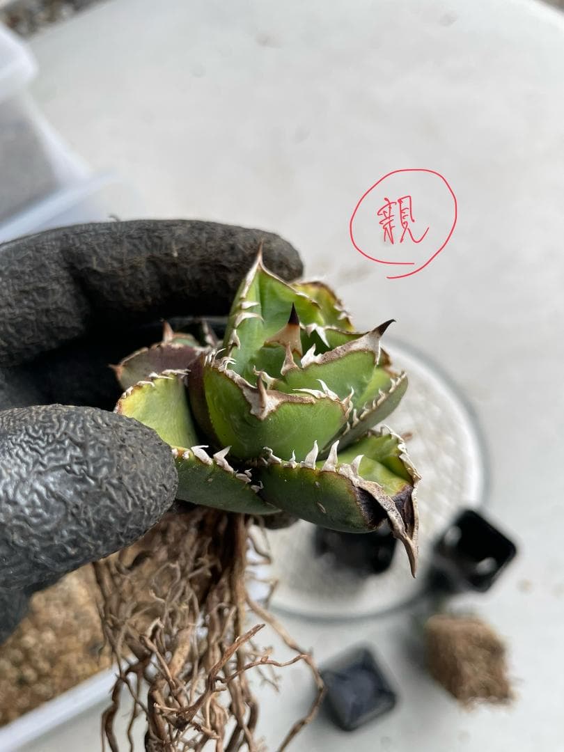 wtc 106 アガベ オテロイ チタノタ 子株 - メルカリ