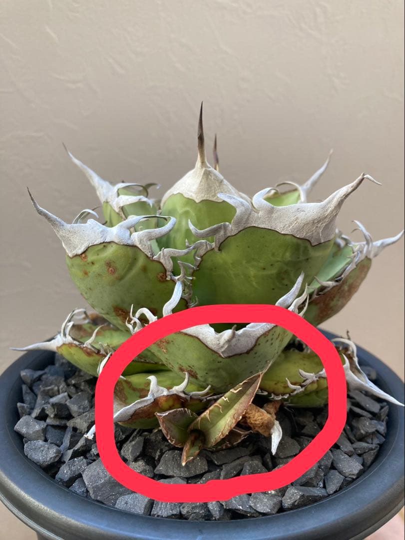 アガベ オテロイ実生選抜子株② オアハカ チタノタ - メルカリ