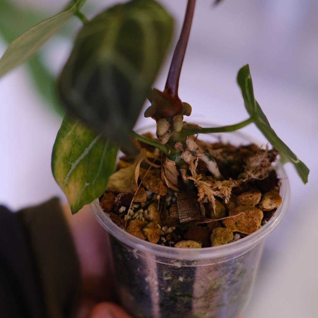 A. chocolate × A.Red crystallinum NSE