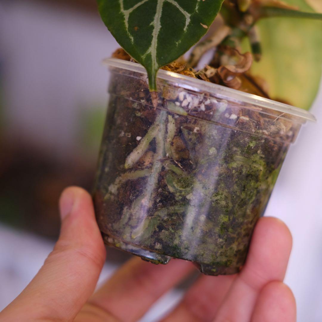 A. chocolate × A.Red crystallinum NSE