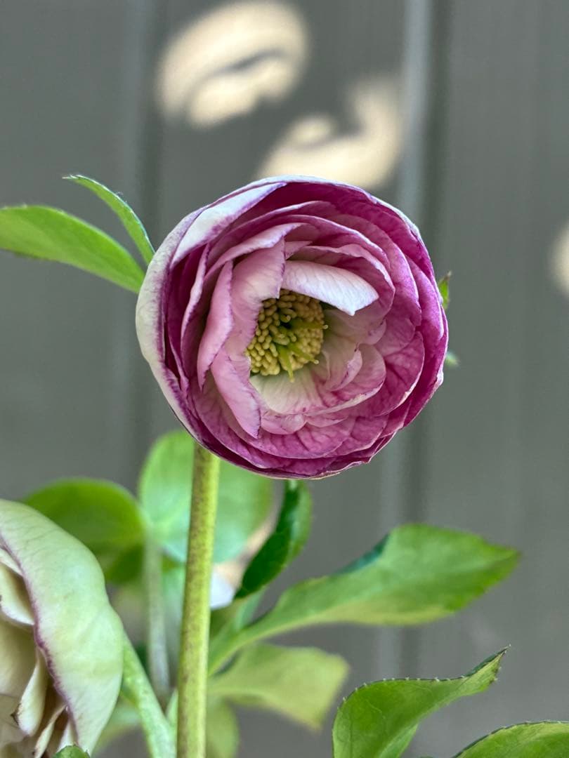 ♡認定♡毬姫　コロコロ咲き