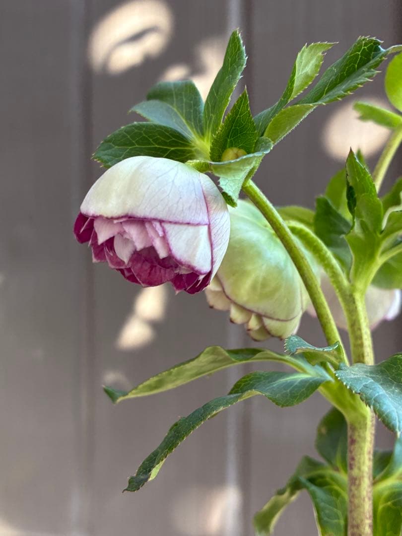 ♡認定♡毬姫　コロコロ咲き