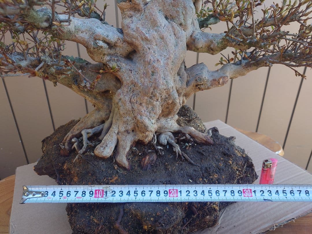 ハ*ル様 盆栽　皐月(五光)　樹高46cm