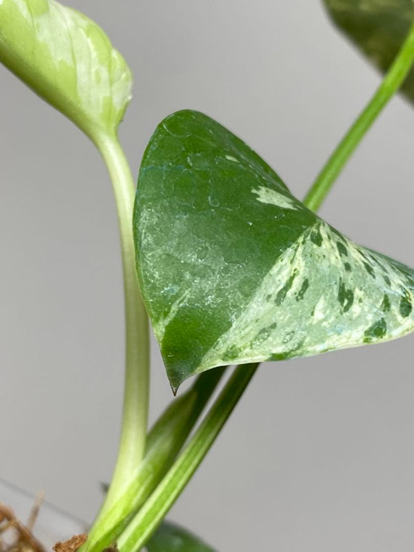 a【将来有望株‼️】モンステラ デリシオーサ バルバソー フシギダネ