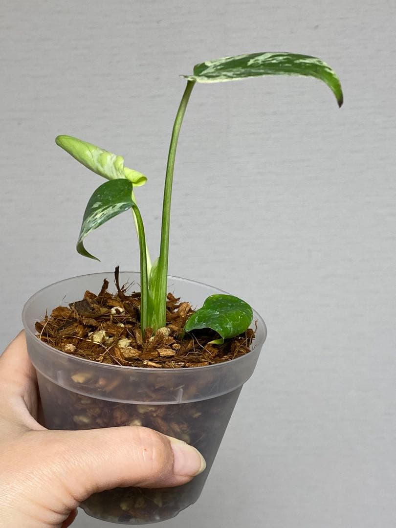 a【将来有望株‼️】モンステラ デリシオーサ バルバソー フシギダネ