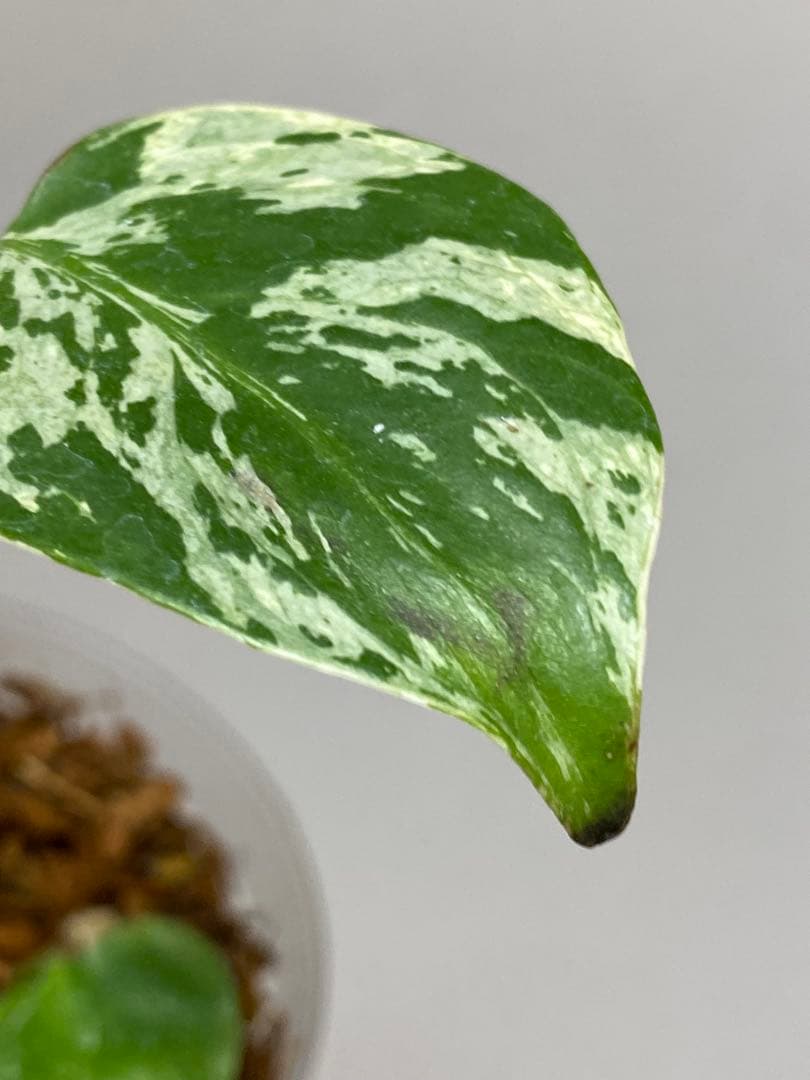 a【将来有望株‼️】モンステラ デリシオーサ バルバソー フシギダネ