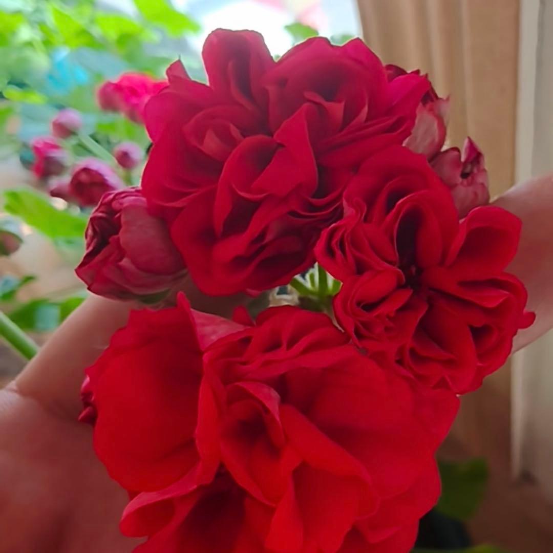 赤バラ咲ゼラニウム　希少品種ゼラニウム　レア品種ゼラニウム CI01