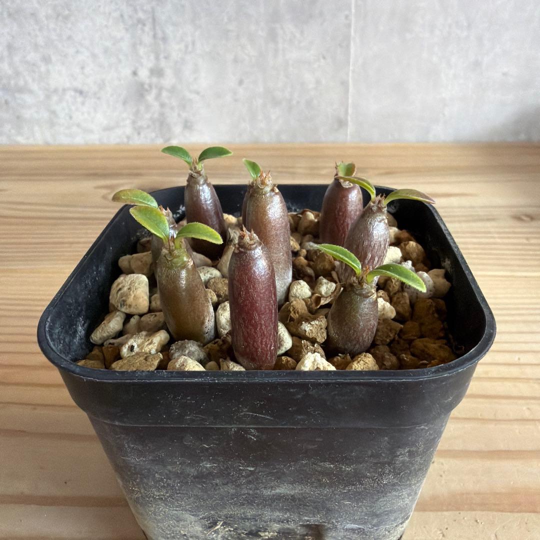 9株セットパキポディウムウィンゾリー 国内実生株