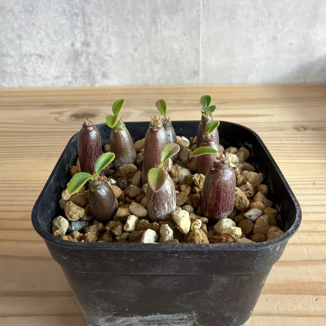 9株セットパキポディウムウィンゾリー 国内実生株