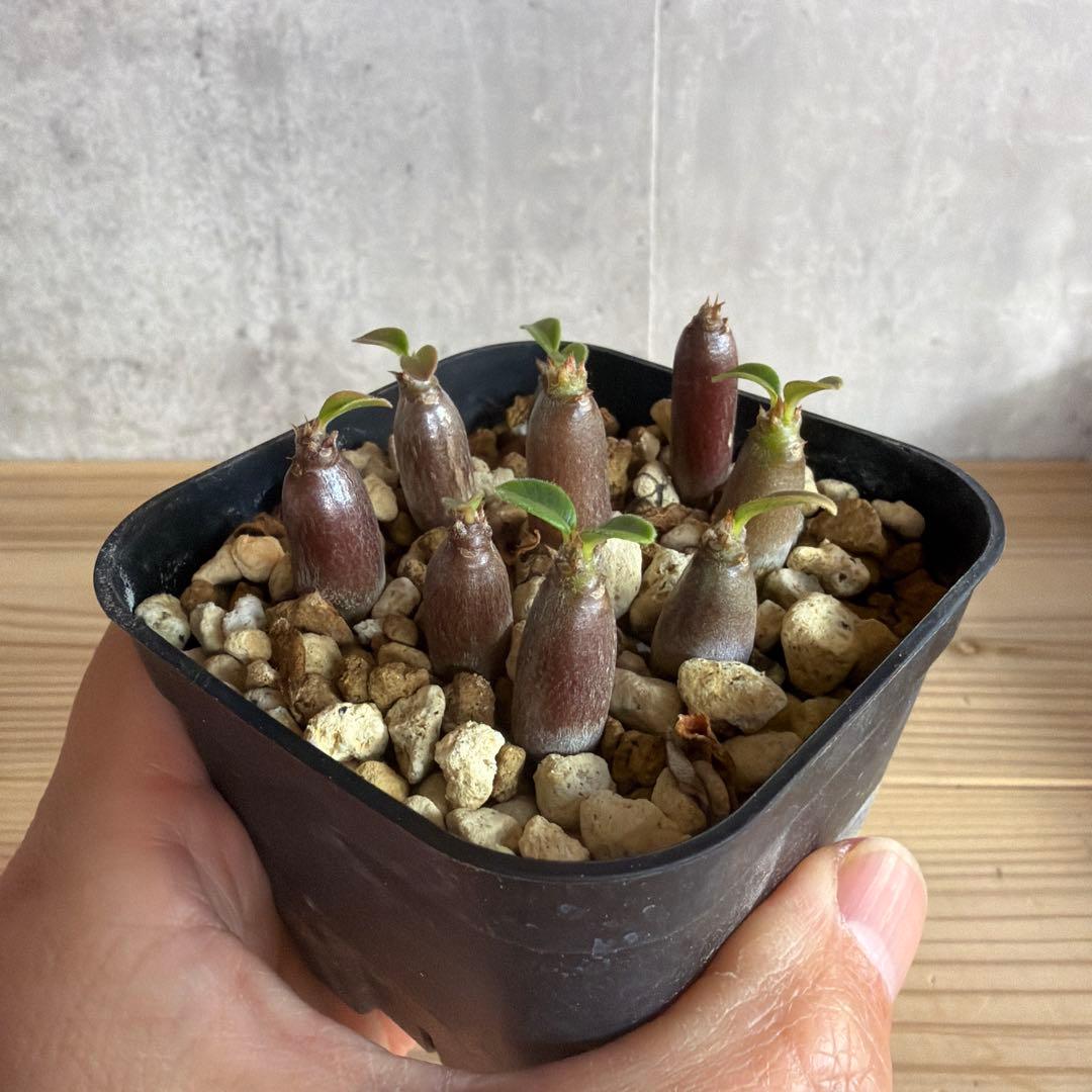 9株セットパキポディウムウィンゾリー 国内実生株